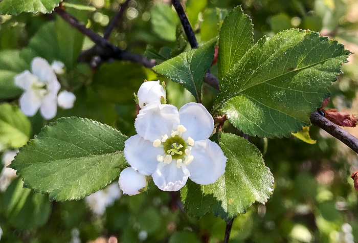 stamen