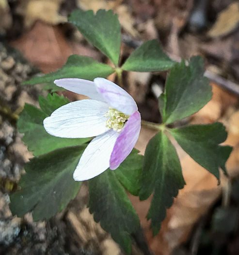 sepals