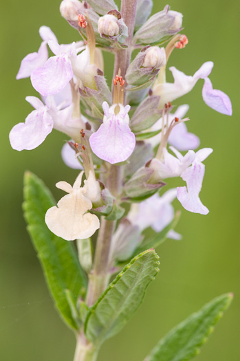 image of Teucrium canadense var. canadense, American Germander, Wood-sage, Common Germander
