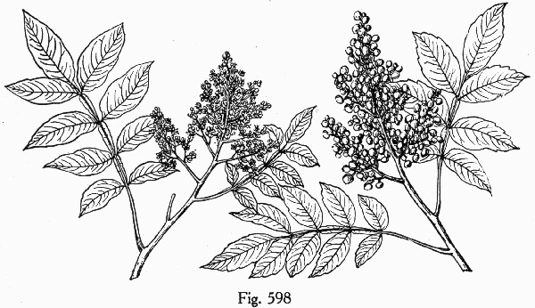 drawing of Rhus copallinum +, Winged Sumac, Shining Sumac, Dwarf Sumac