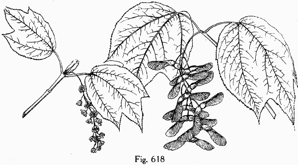 image of Acer pensylvanicum, Striped Maple, Moosewood