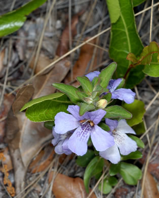 image of Dyschoriste oblongifolia, Blue Twinflower, Pineland Dyschoriste, Oblong Twinflower