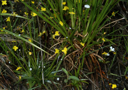 image of Eriocaulon texense, Texas Hatpins, Texas Pipewort