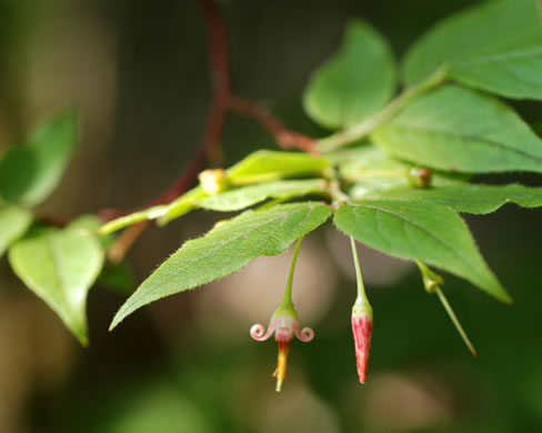 image of Vaccinium erythrocarpum, Mountain Cranberry, Highbush Cranberry, Southern Mountain Cranberry, Bearberry