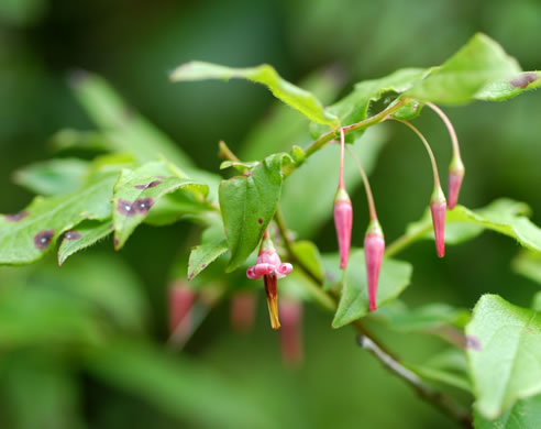 image of Vaccinium erythrocarpum, Mountain Cranberry, Highbush Cranberry, Southern Mountain Cranberry, Bearberry