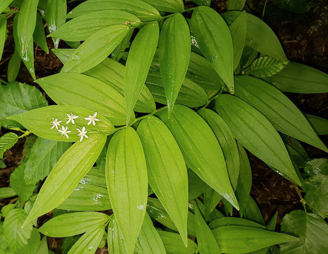 Maianthemum stellatum, Starry Solomon's Plume, Starflower, Starry Solomon's Seal