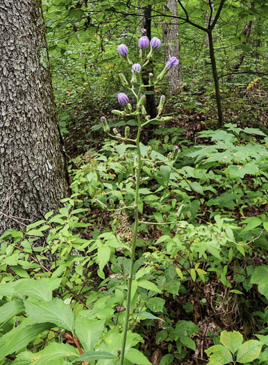 Lactuca biennis, Tall Blue Lettuce, Blue Wood Lettuce
