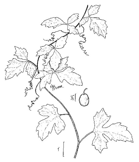 drawing of Cissus trifoliata, Marine-ivy, Sorrel-vine