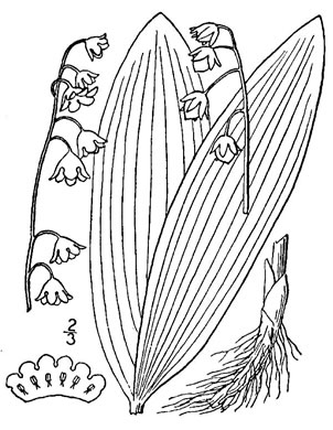 drawing of Convallaria majalis, European Lily-of-the-valley