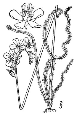 drawing of Drosera filiformis var. filiformis, Northern Threadleaf Sundew