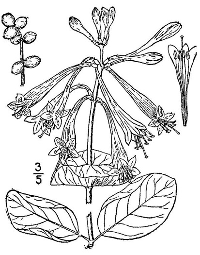 drawing of Lonicera sempervirens, Coral Honeysuckle, Trumpet Honeysuckle, Scarlet Honeysuckle, Woodbine