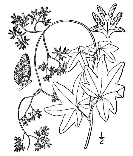 drawing of Lygodium palmatum, American Climbing Fern