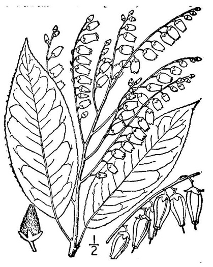 drawing of Oxydendrum arboreum, Sourwood, Sorrel-tree