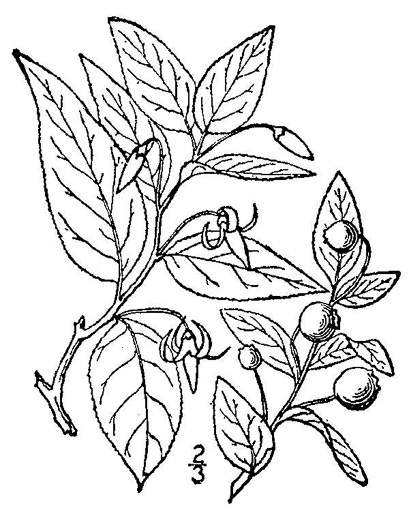 image of Vaccinium erythrocarpum, Mountain Cranberry, Highbush Cranberry, Southern Mountain Cranberry, Bearberry