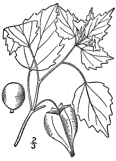 drawing of Physalis pubescens, Downy Ground-cherry, Husk-tomato
