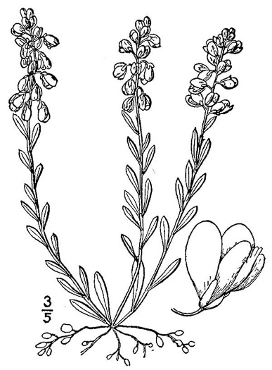drawing of Polygala polygama, Racemed Milkwort, Bitter Milkwort, Purple Milkwort