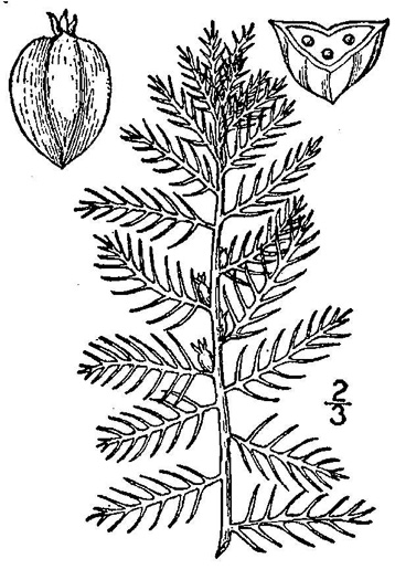 drawing of Proserpinaca pectinata, Feathery Mermaid-weed