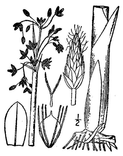 image of Schoenoplectus tabernaemontani, Softstem Bulrush, Great Bulrush