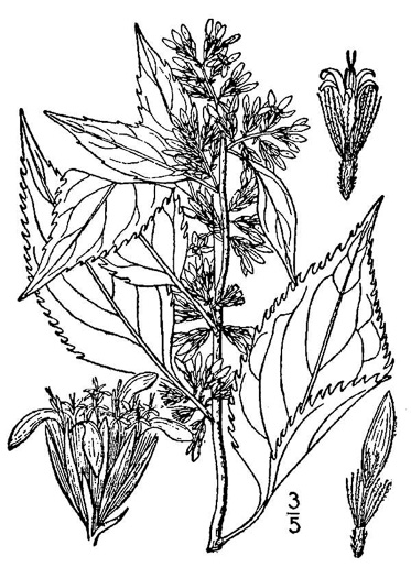drawing of Solidago flexicaulis, Zigzag Goldenrod, Broadleaf Goldenrod