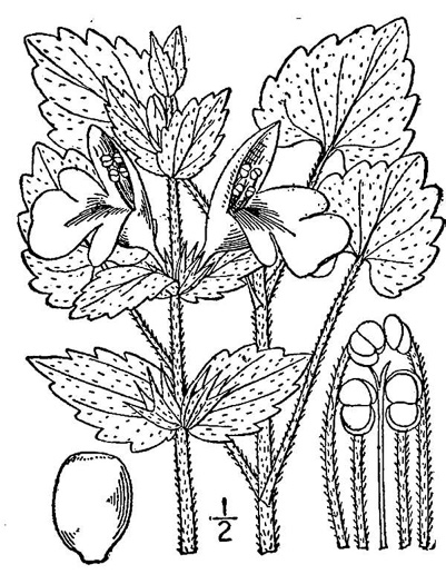 drawing of Synandra hispidula, Guyandotte Beauty, Synandra