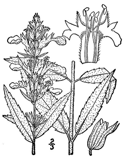 drawing of Teucrium canadense var. canadense, American Germander, Wood-sage, Common Germander