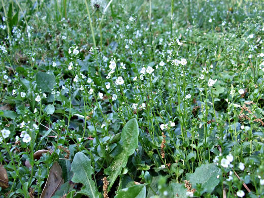 image of Veronica serpyllifolia var. serpyllifolia, Thymeleaf Speedwell