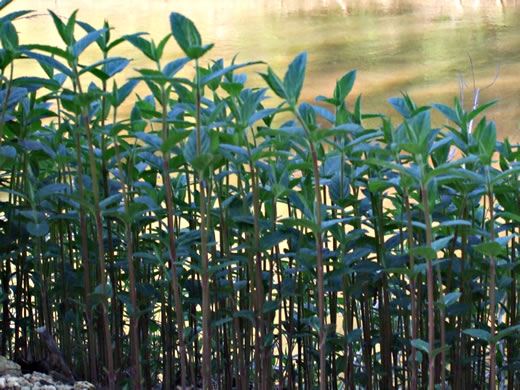 image of Teucrium canadense var. canadense, American Germander, Wood-sage, Common Germander
