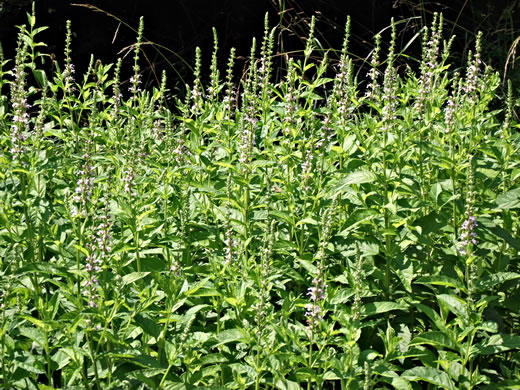 image of Teucrium canadense var. canadense, American Germander, Wood-sage, Common Germander