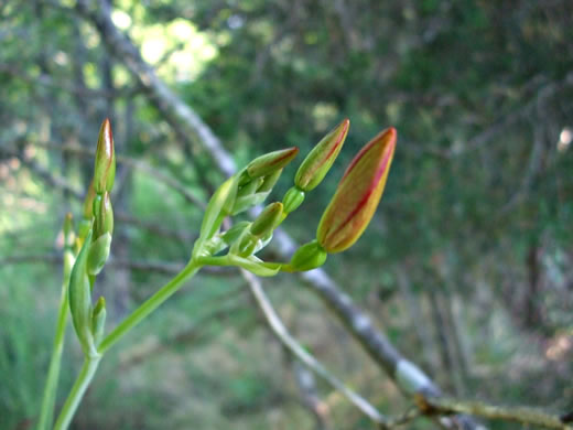 spathe