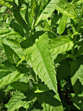 image of Teucrium canadense var. canadense, American Germander, Wood-sage, Common Germander