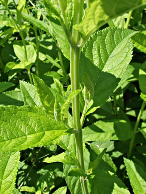 image of Teucrium canadense var. canadense, American Germander, Wood-sage, Common Germander