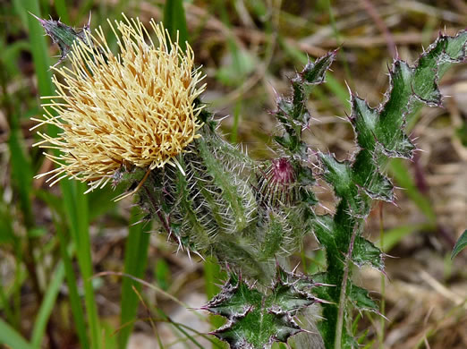 image of Cirsium horridulum var. horridulum, Common Yellow Thistle, Purple Thistle, Bristle Thistle, Horrid Thistle