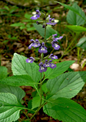 image of Salvia urticifolia, Nettleleaf Sage