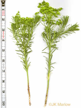 image of Euphorbia cyparissias, Cypress Spurge, Graveyard Spurge