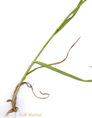 image of Dactylis glomerata, Orchard Grass