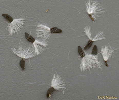 pappus