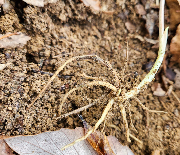Uvularia puberula, Mountain Bellwort, Appalachian Bellwort, Carolina Bellwort, Coastal Bellwort