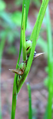 spikelet