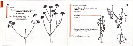 page from Winter Weed Finder by Dorcas S. Miller